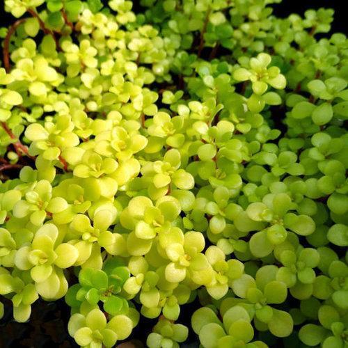 Sedum makinoi 'Ogon' ~ Ogon Japanese Stonecrop - Delivered By ServeScape