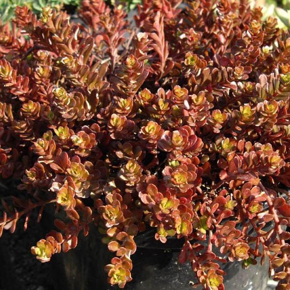 Sedum makinoi 'Salsa Verde' ~ Salsa Verde Japanese Stonecrop - Delivered By ServeScape