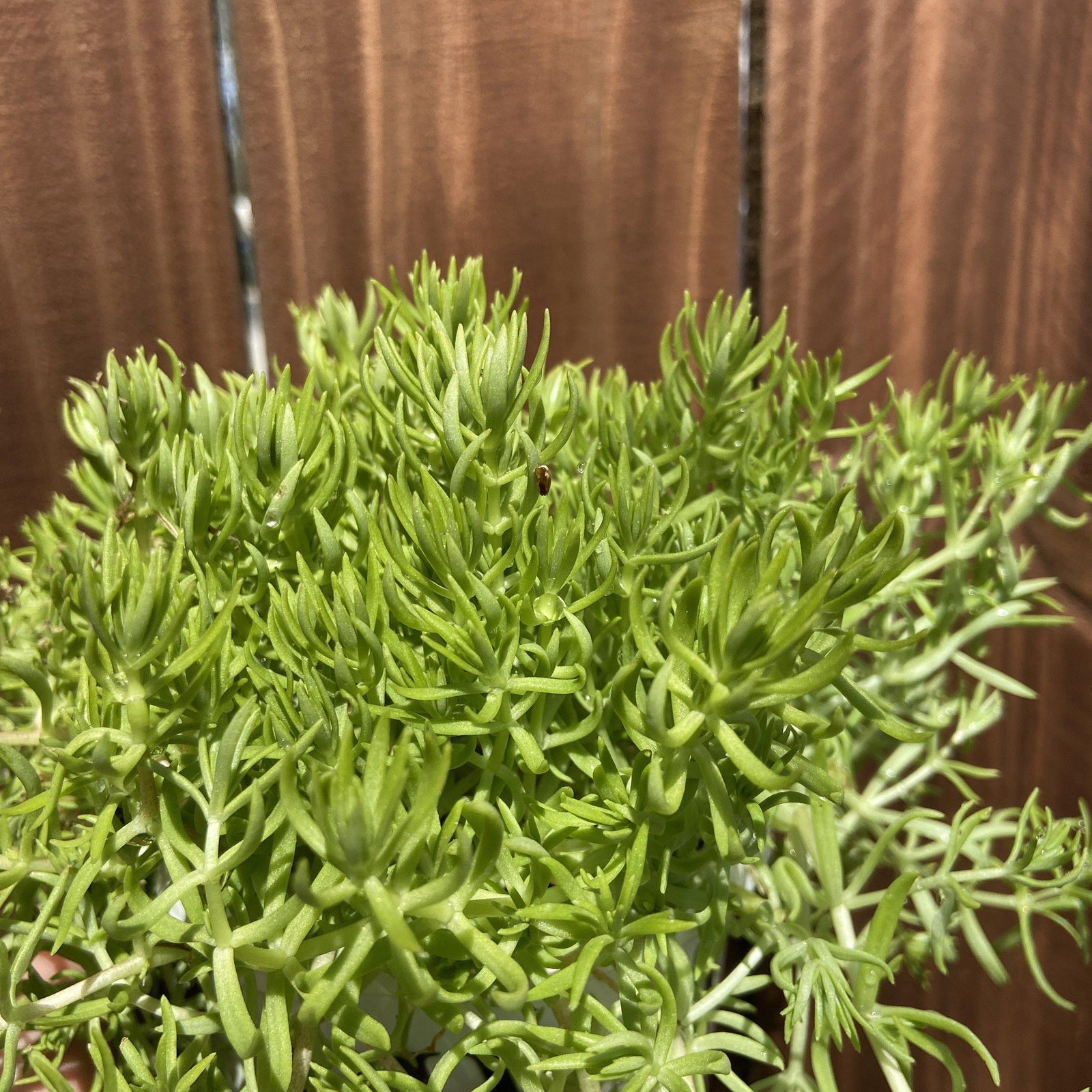 Sedum mexicanum ~ Lemon Coral Stonecrop - Delivered By ServeScape