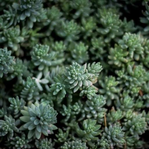 Sedum nevii 'Silver Frost' ~ Silver Frost™ Stonecrop-ServeScape