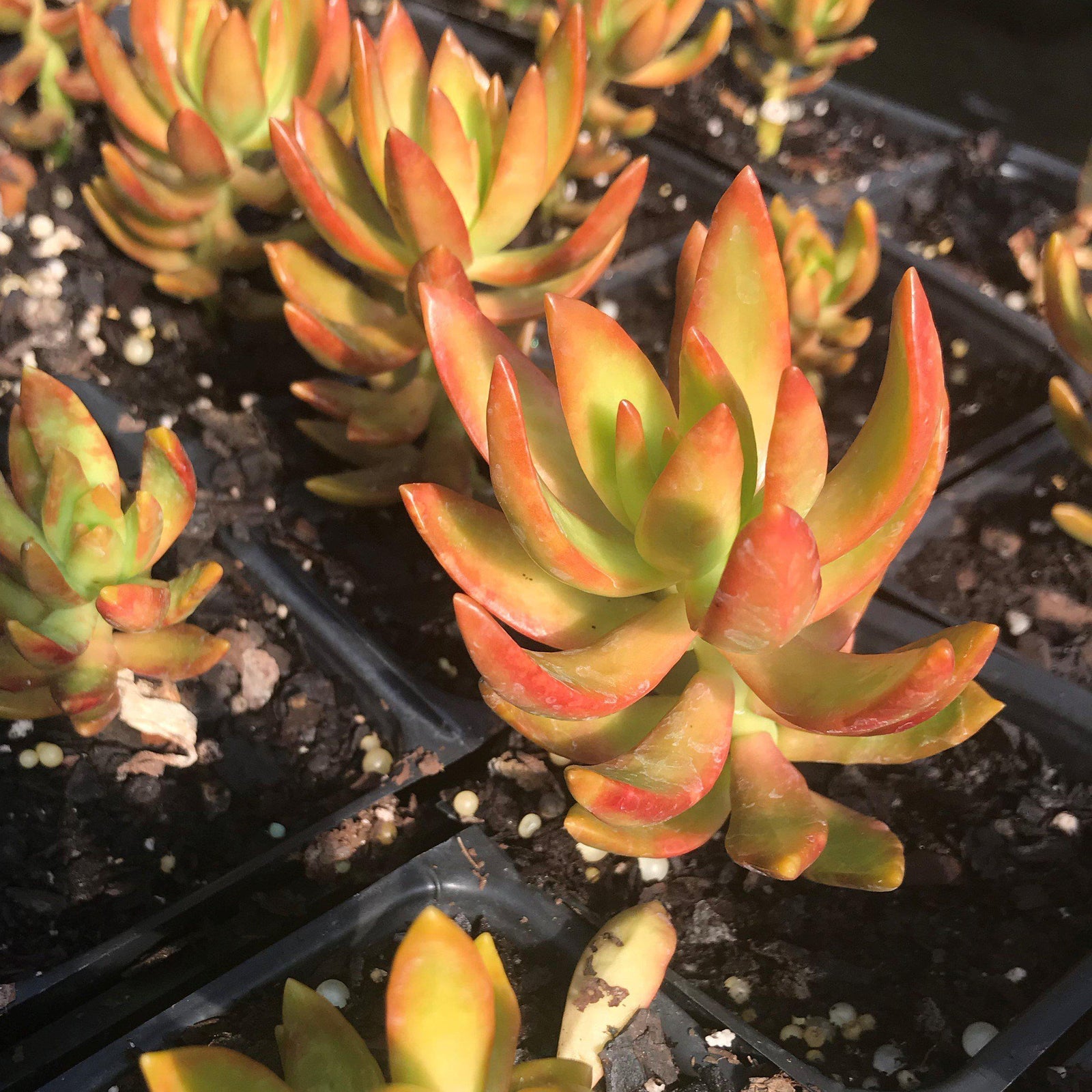 Sedum nussbaumerianum ~ Coppertone Sedum - Delivered By ServeScape