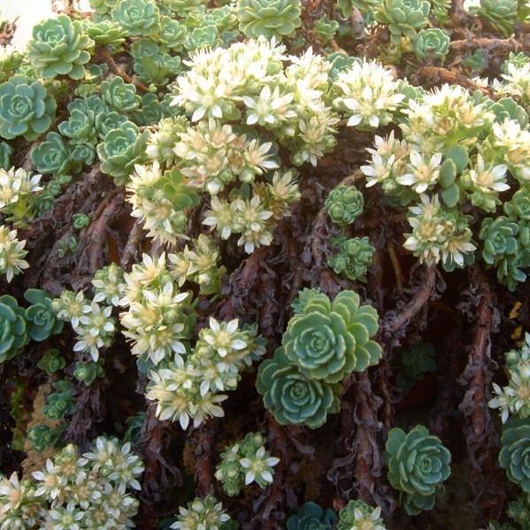 Sedum pachyclados ~ Gray Stonecrop - Delivered By ServeScape