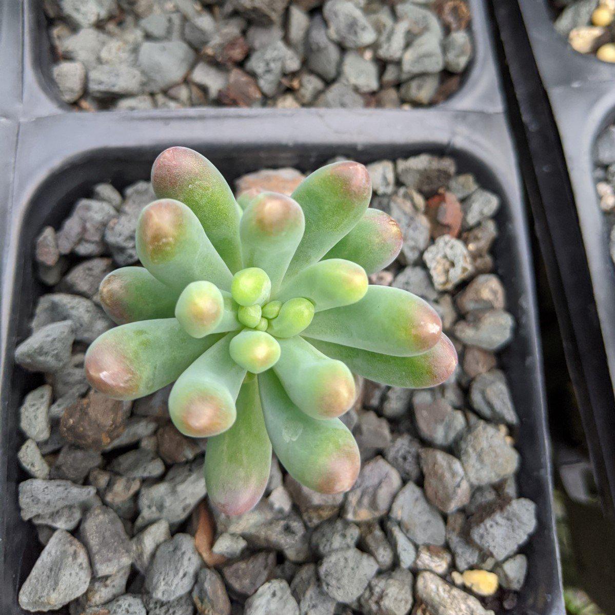 blue jelly bean succulent Tropical Blue Many Fingers, Jelly Bean Plant