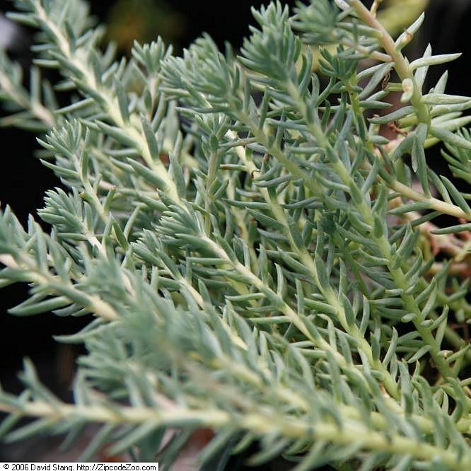 Sedum reflexum 'Blue Spruce' ~ Blue Spruce Stonecrop - Delivered By ServeScape