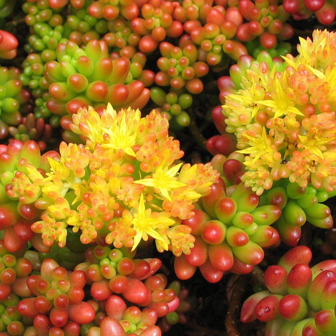 Sedum rubrotinctum ~ Jelly Bean Plant - Delivered By ServeScape