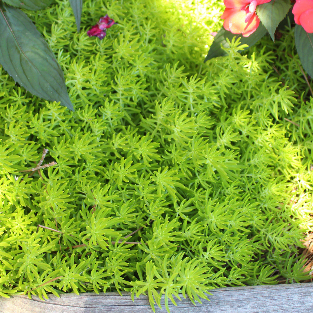Sedum rupestre 'Lemon Ball' ~ Lemon Ball Stonecrop - Delivered By ServeScape
