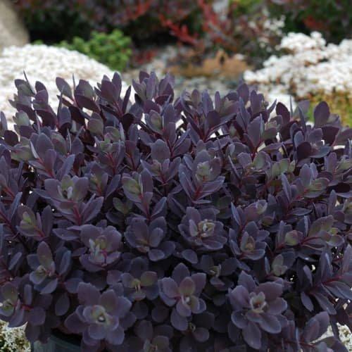 Sedum rupestre 'Pldaz2018' ~ Sedum Sunsparkler® Plum Dazzled - Delivered By ServeScape