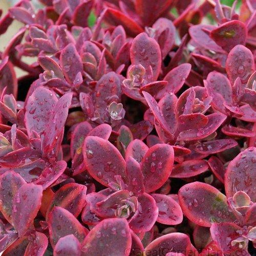 Sedum rupestre' Wildfire" ~ Sunsparkler® Wildfire Stonecrop - Delivered By ServeScape