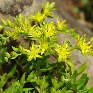 Sedum sarmentosum ~ Gold Moss Stonecrop - Delivered By ServeScape