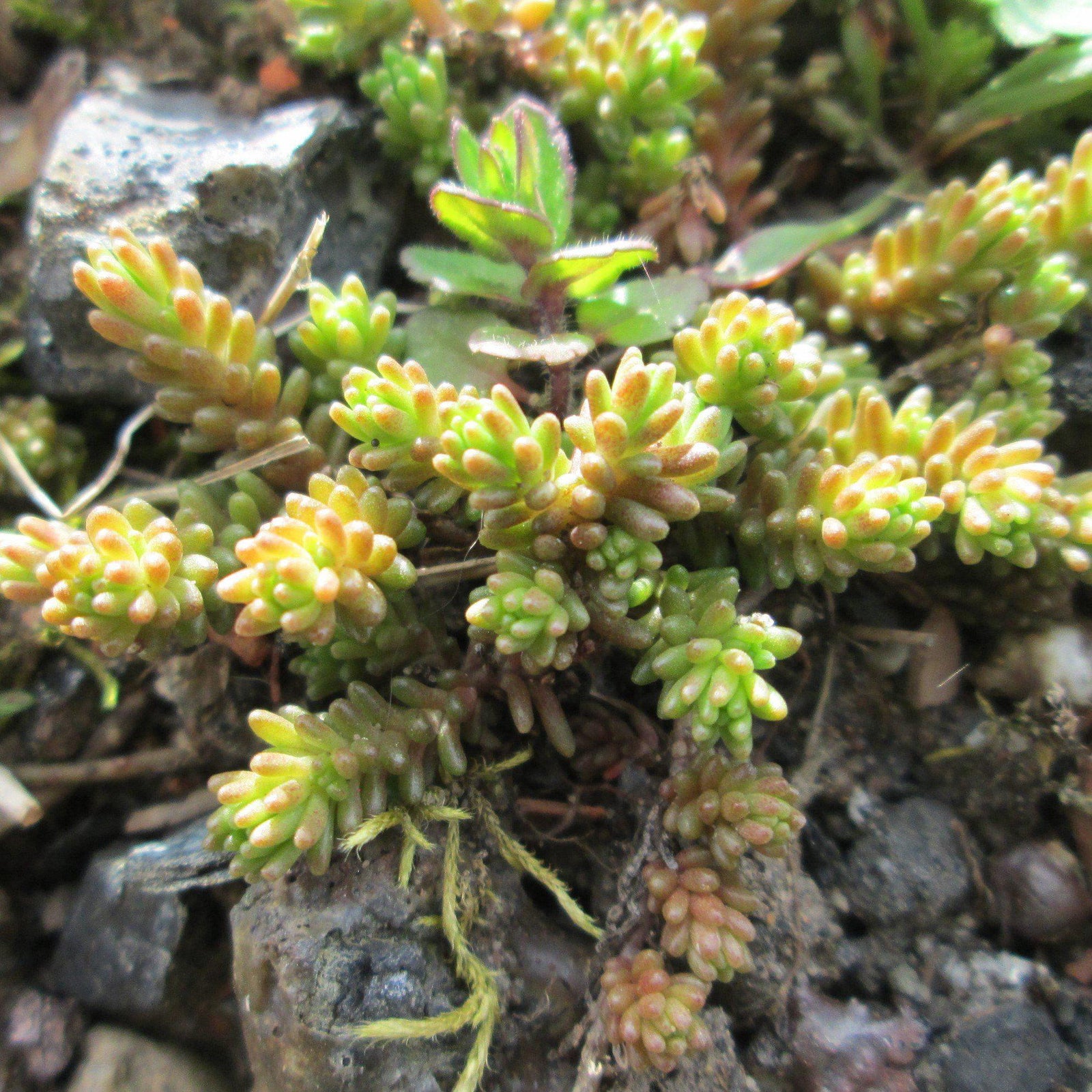 Sedum sexangulare <r> Tasteless Stonecrop - Delivered By ServeScape