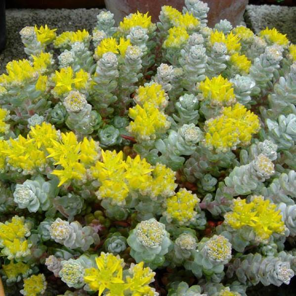 Sedum spathulifolium 'Cape Blanco' ~ Cape Blanco Stonecrop - Delivered By ServeScape
