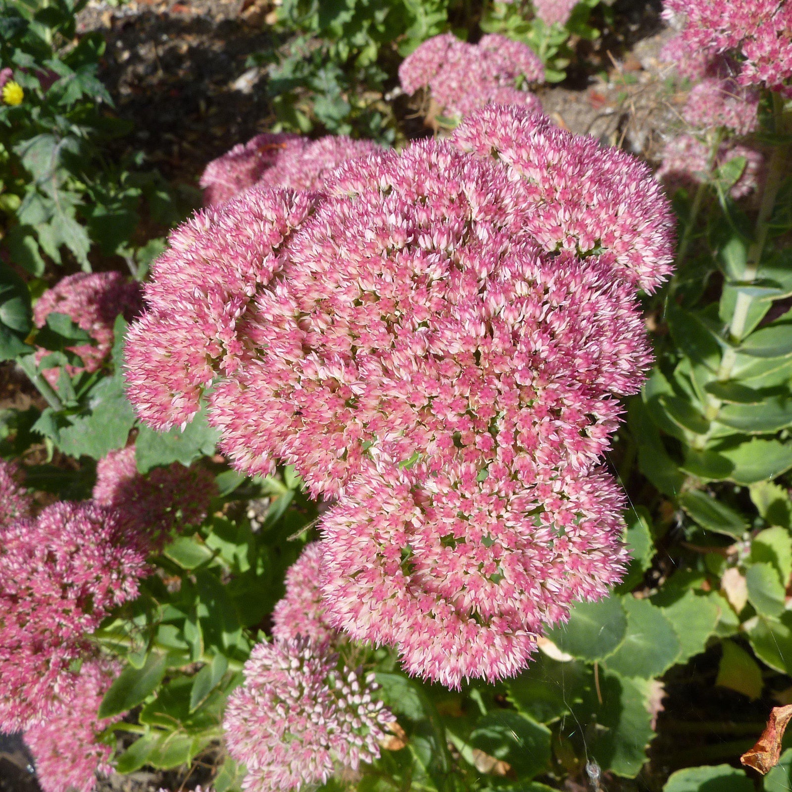 Sedum spectabile 'Autumn Joy' ~ Autumn Joy Stonecrop - Delivered By ServeScape