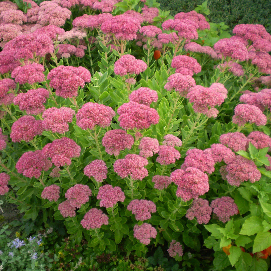 Sedum spectabile 'Brilliant' ~ Brilliant Showy Stonecrop - Delivered By ServeScape