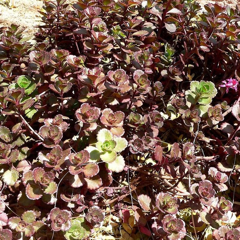 Sedum spurium 'Bronze Carpet' ~ Bronze Carpet Stonecrop-ServeScape