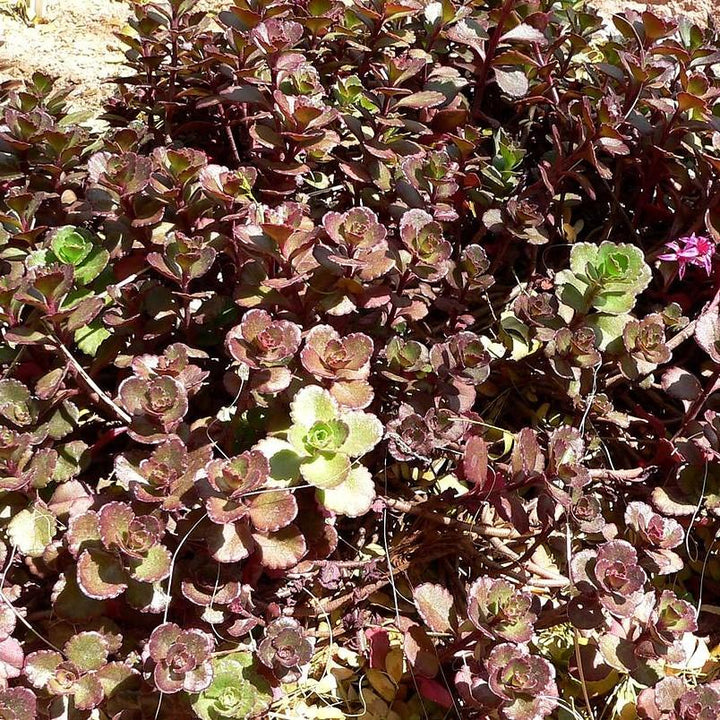 Sedum spurium 'Bronze Carpet' ~ Bronze Carpet Stonecrop-ServeScape