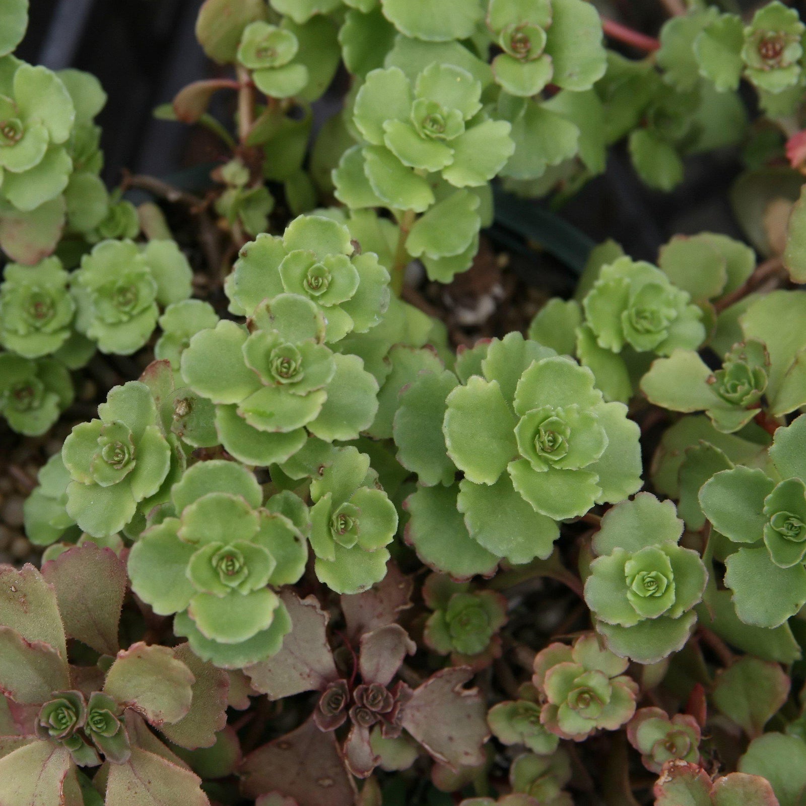 Sedum spurium 'John Creech' ~ John Creech Stonecrop - Delivered By ServeScape