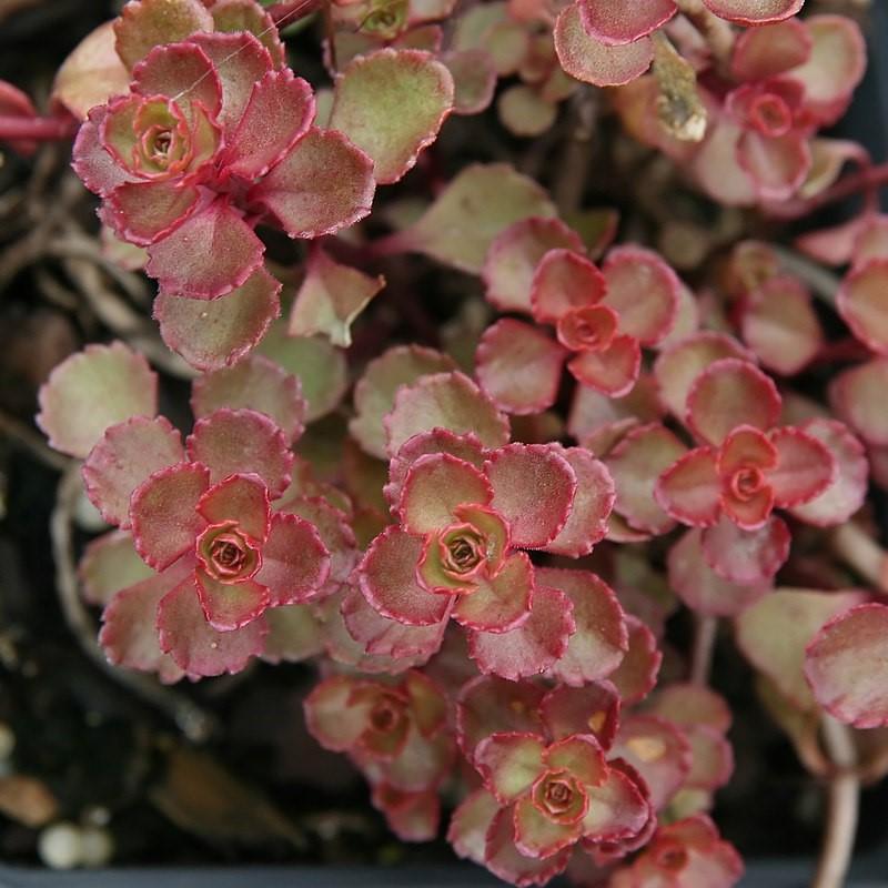 Sedum spurium 'Red Carpet' ~ Red Carpet Stonecrop-ServeScape
