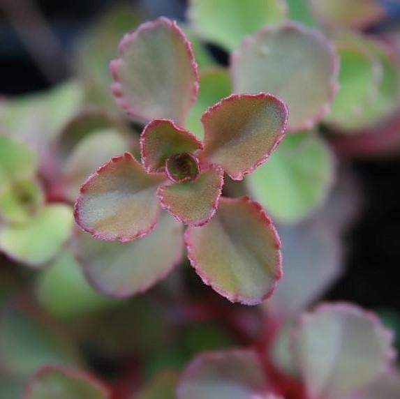 Sedum spurium 'Red Carpet' ~ Red Carpet Stonecrop-ServeScape