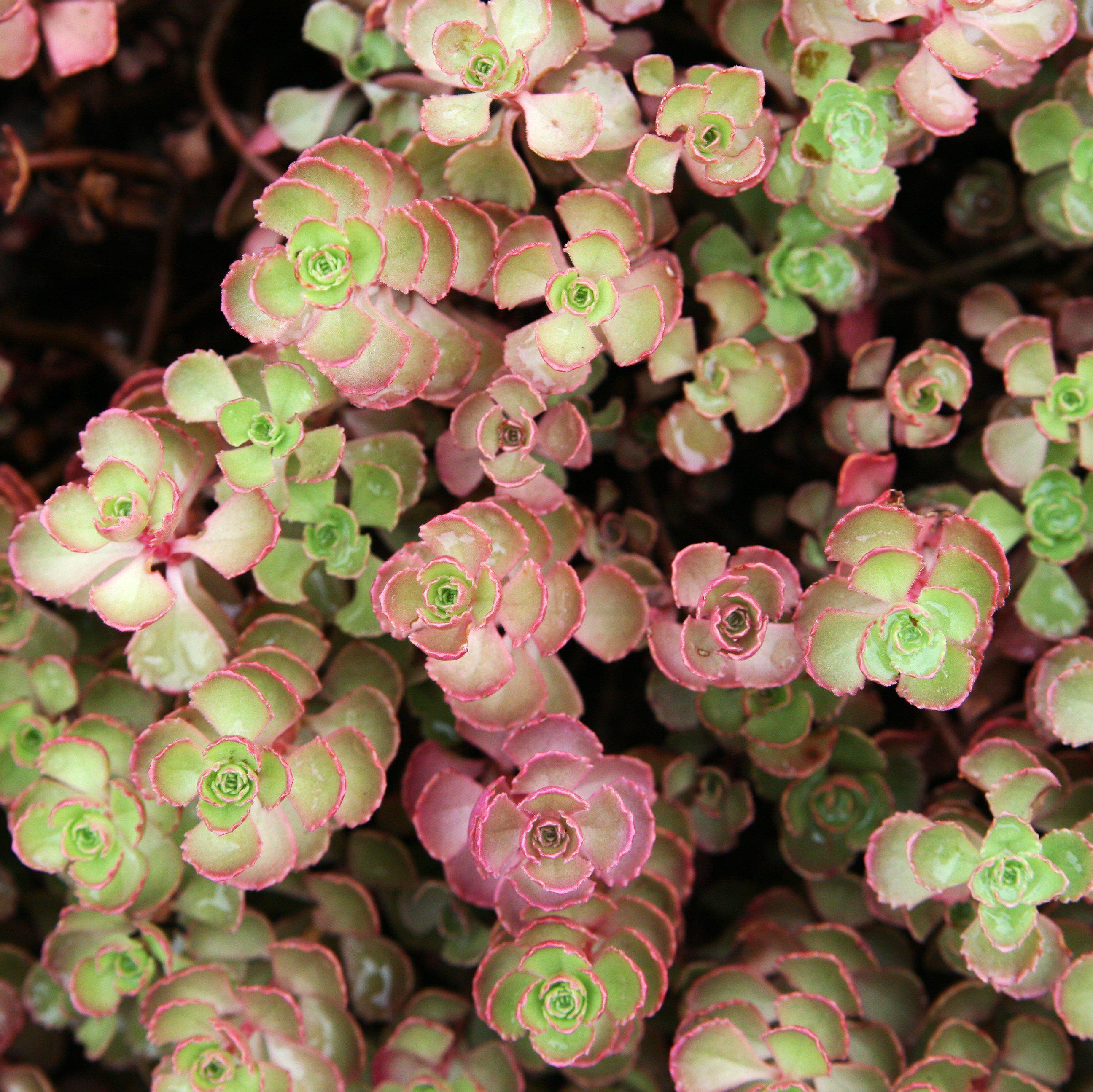 red carpet sedum succulent Red Carpet Stonecrop