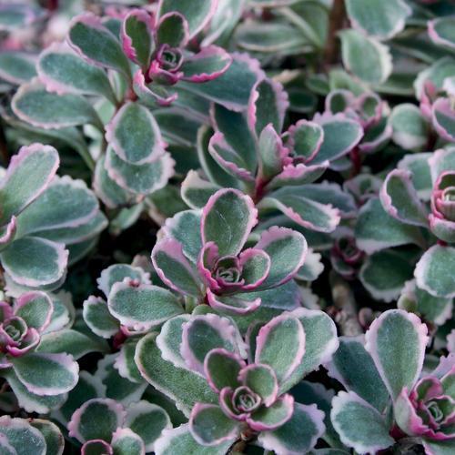Sedum spurium 'Tricolor' ~ Tricolor Stonecrop - Delivered By ServeScape