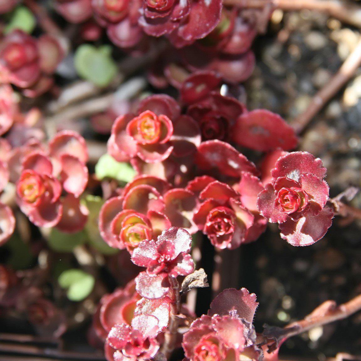 Sedum spurium 'Voodoo' ~ Voodoo Stonecrop - Delivered By ServeScape