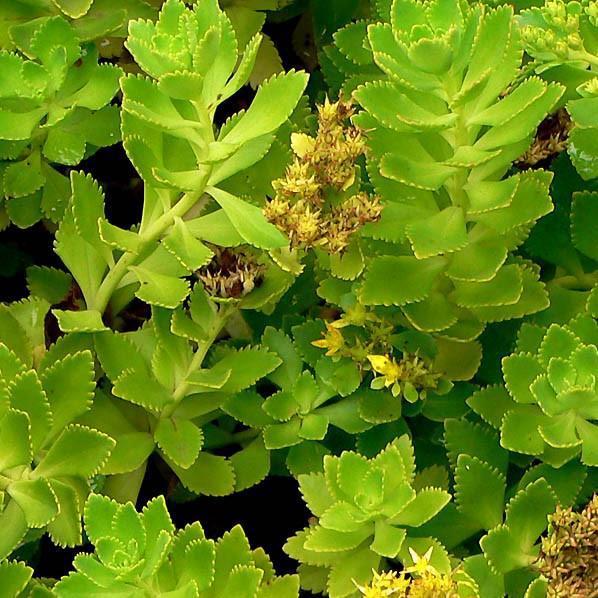 Sedum takesimense ~ Ulleungdo Stonecrop - Delivered By ServeScape