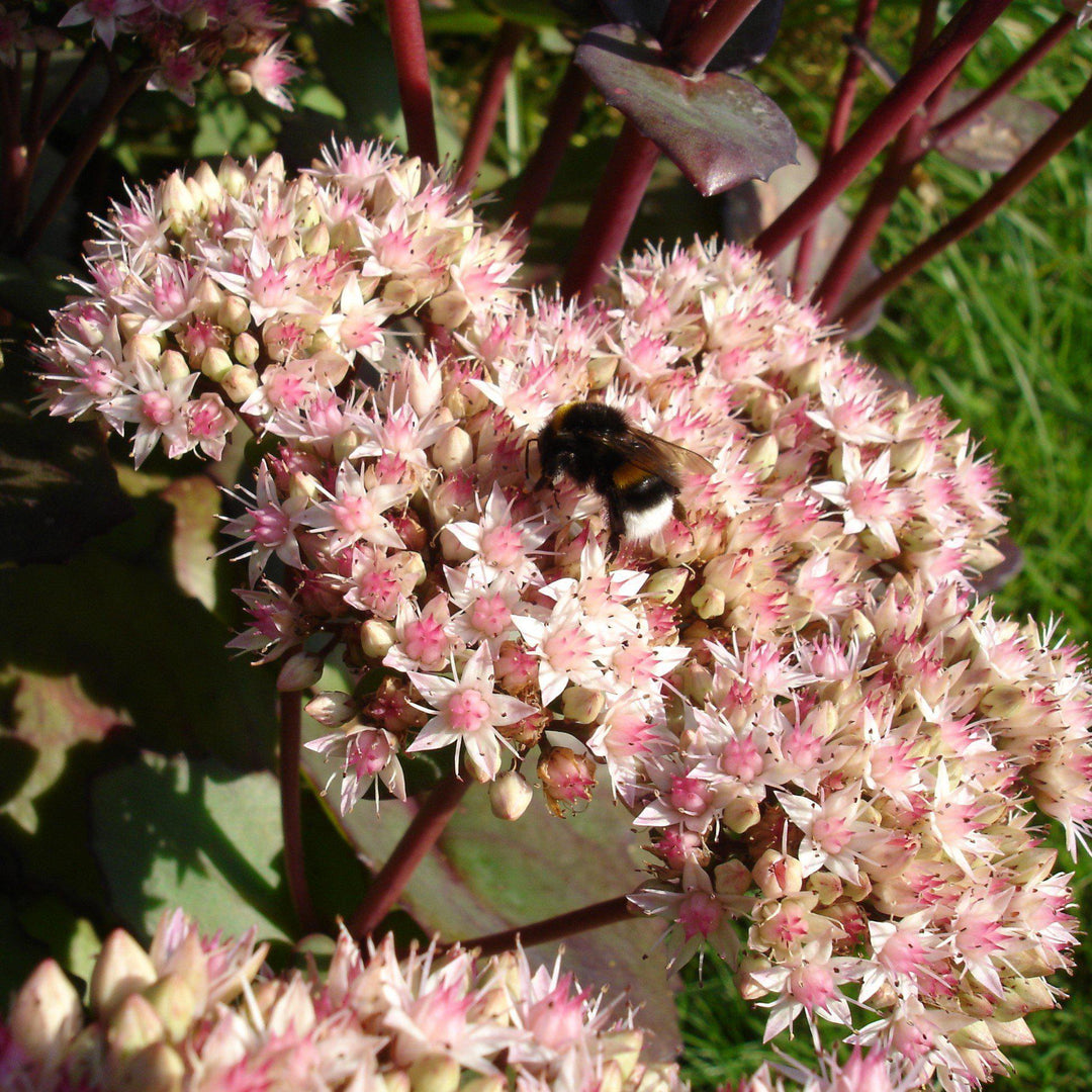 Sedum telephium 'Matrona' ~ Matrona Stonecrop - Delivered By ServeScape