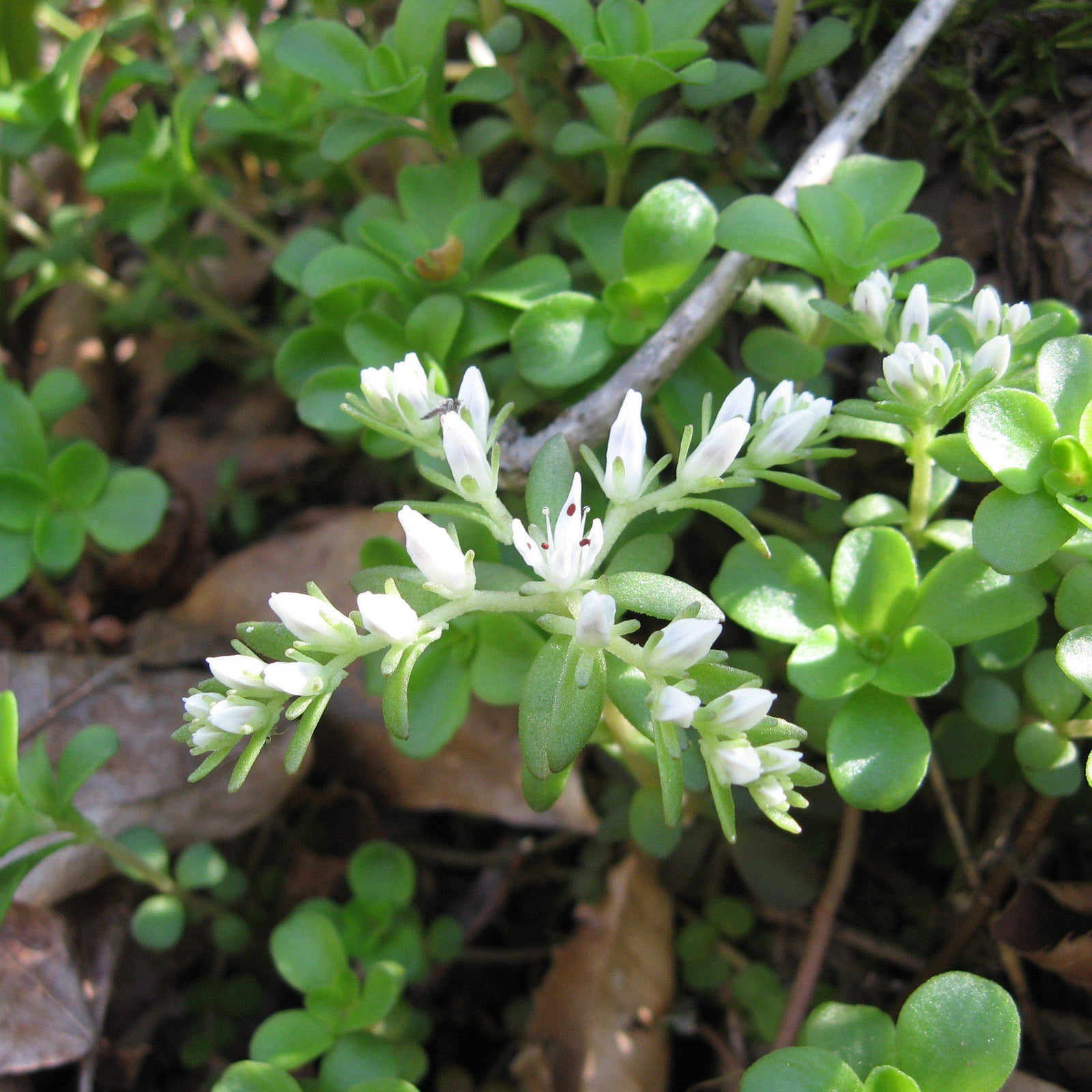 Sedum ternatum ~ Three-Leaved Stonecrop - Delivered By ServeScape