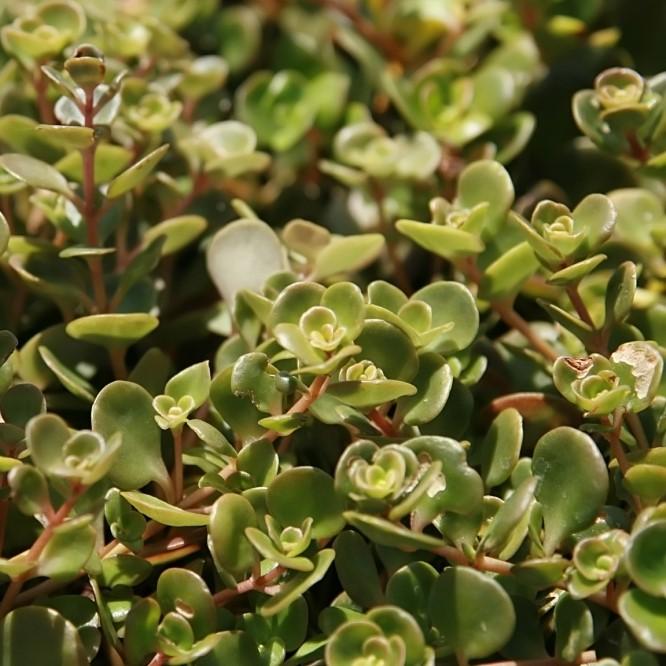 Sedum tetractinum  ~ Chinese Stonecrop, Coral Reef Sedum - Delivered By ServeScape