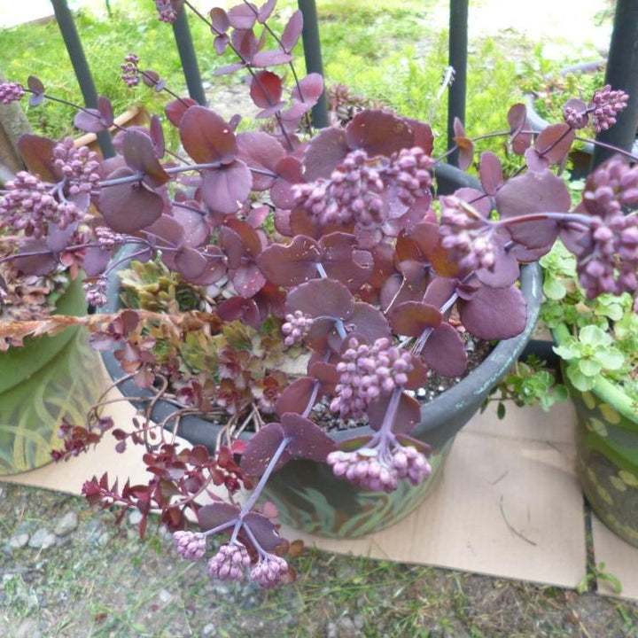 Sedum ussuriense 'Turkish Delight' ~ Turkish Delight Stonecrop-ServeScape
