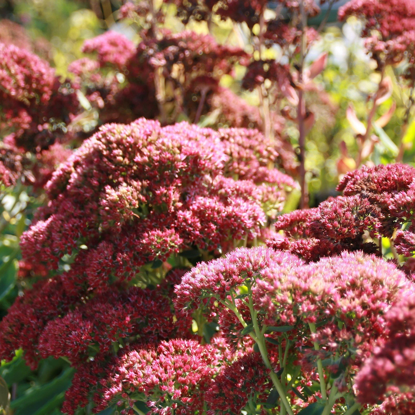 Sedum x 'Autumn Fire' ~ Autumn Fire Stonecrop - Delivered By ServeScape