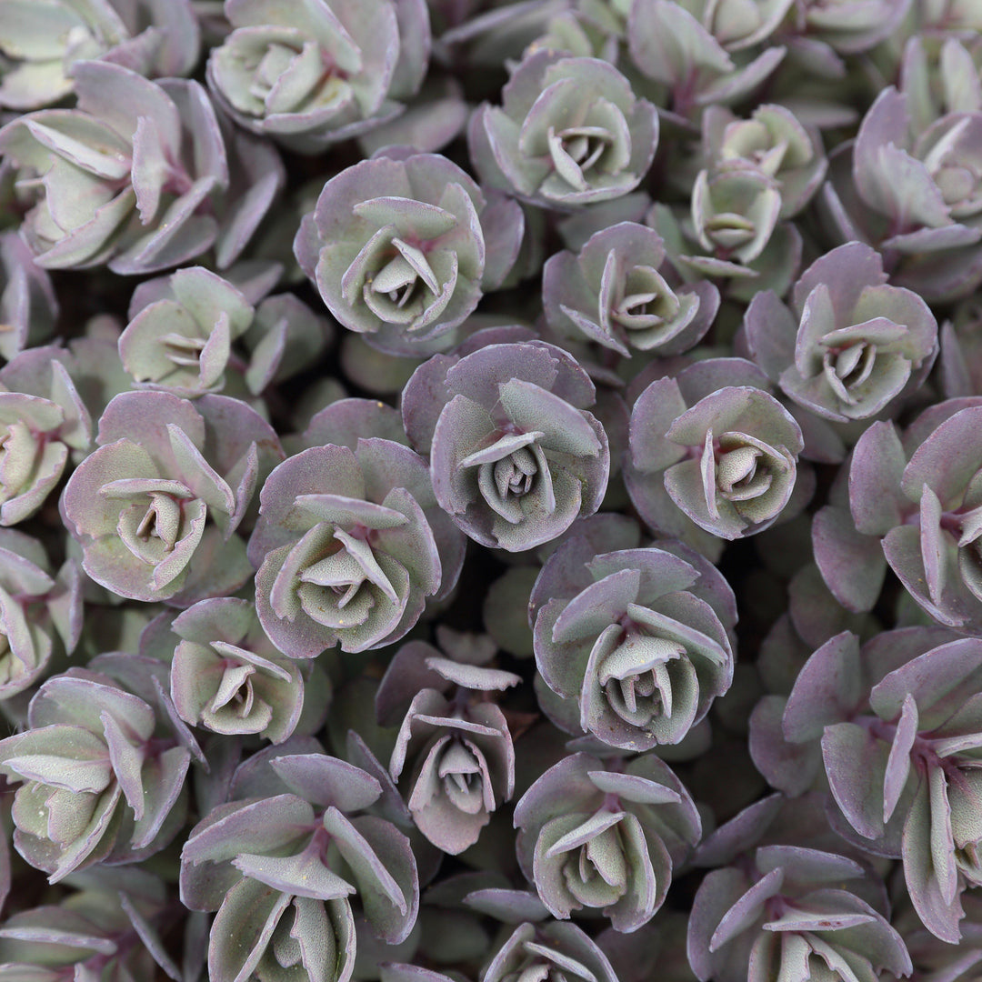 Sedum x Sedoro 'Blue Elf' ~ Sunsparkler® Blue Elf Sedum-ServeScape