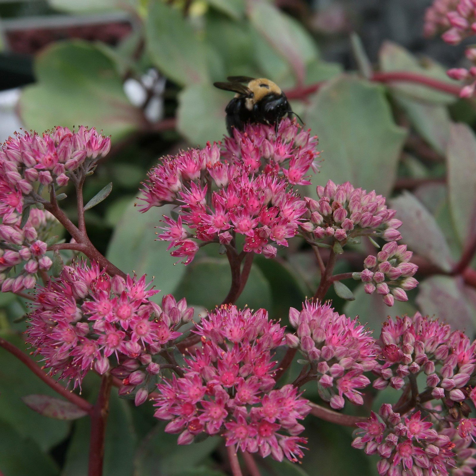 Sedum x 'Vera Jameson' ~ Vera Jameson Stonecrop - Delivered By ServeScape