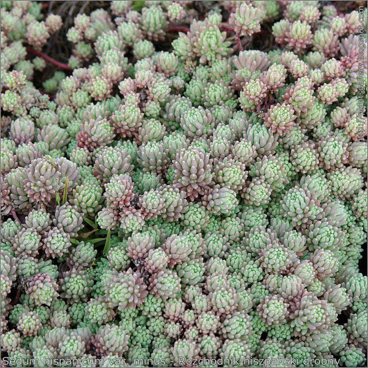 Sedum hispanicum var. minus ~ Dwarf Spanish Stonecrop-ServeScape