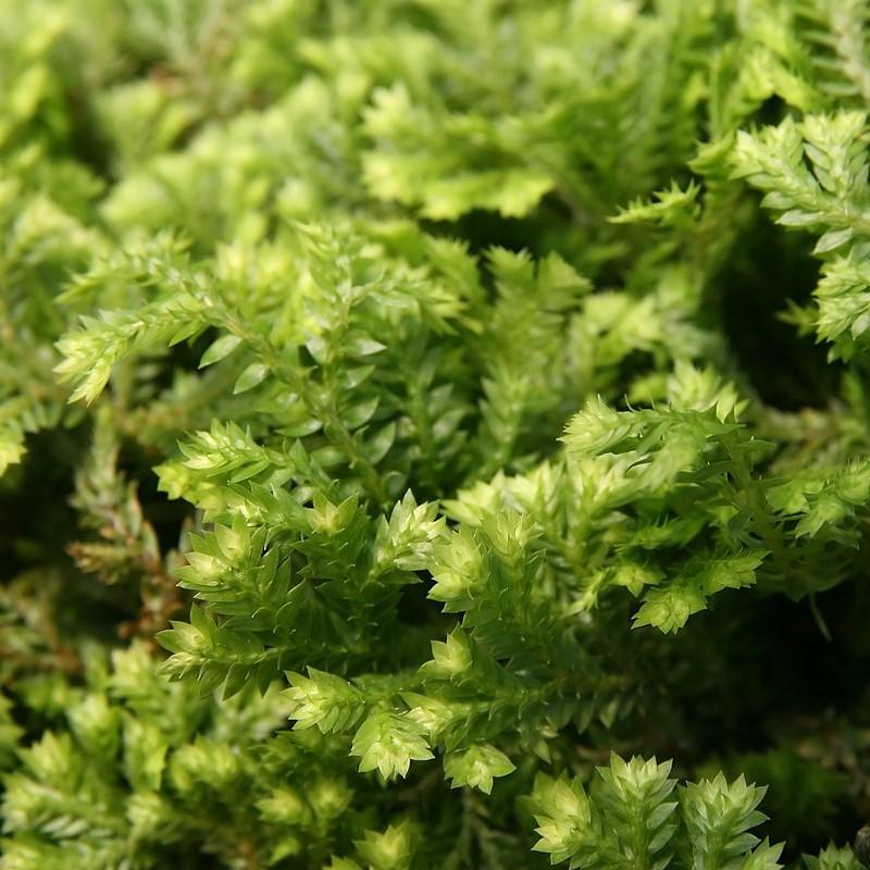 Selaginella kraussiana 'Gold Tips' ~ Krauss' Gold Tips Spikemoss-ServeScape