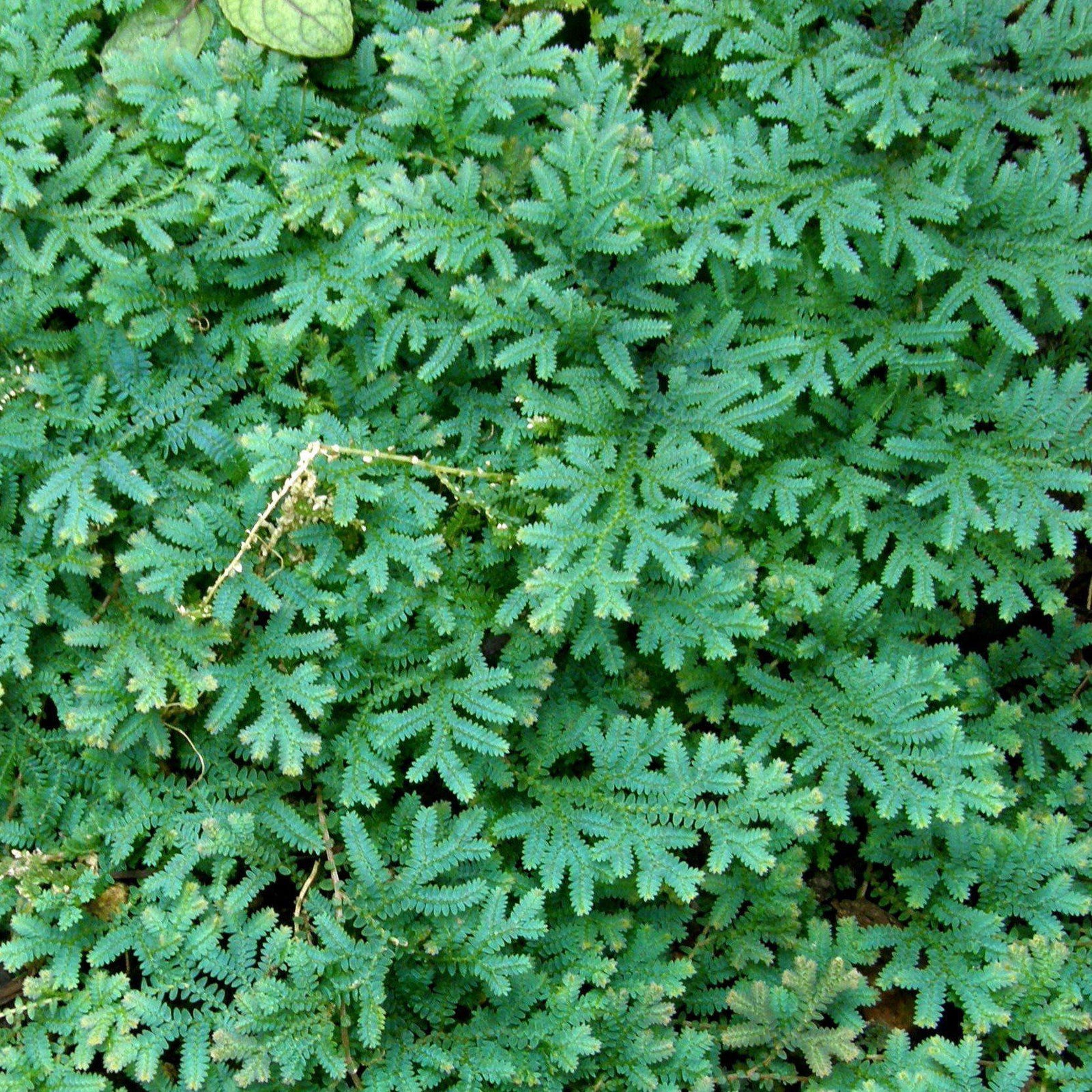 Selaginella uncinata ~ Peacock Spikemoss