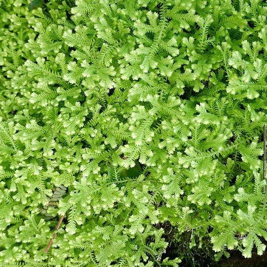 Selaginella kraussiana 'Aurea' ~ Gold Clubmoss-ServeScape