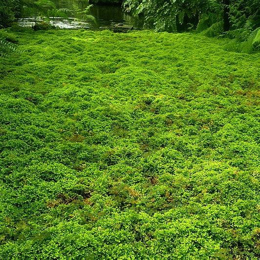 Selaginella kraussiana 'Aurea' ~ Gold Clubmoss-ServeScape