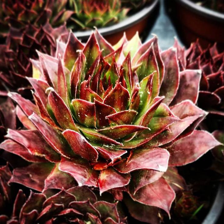 Sempervivum 'Brown' ~ Brown Hens and Chicks - Delivered By ServeScape
