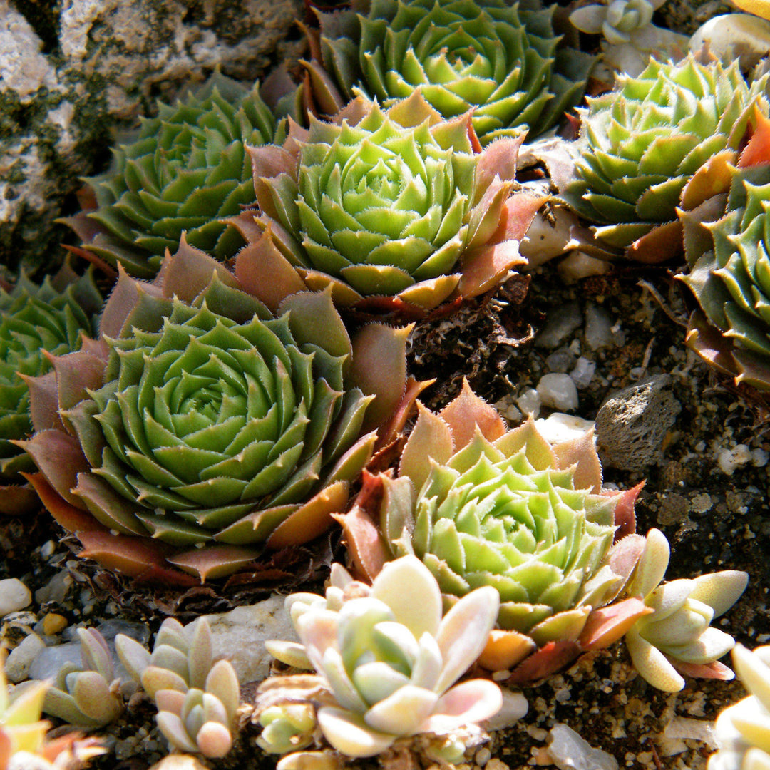 Sempervivum 'Carmen' ~ Carmen Hens and Chicks - Delivered By ServeScape