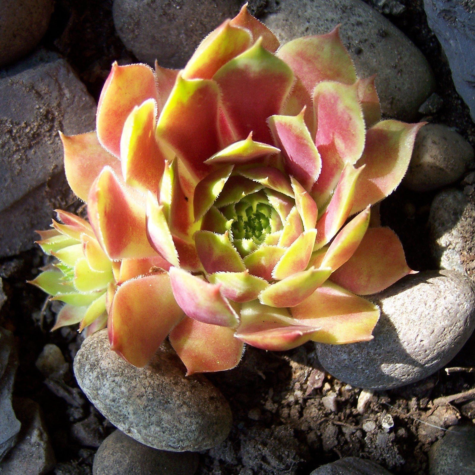 Sempervivum 'Commander Hay' ~ Commander Hay Hens and Chicks - Delivered By ServeScape