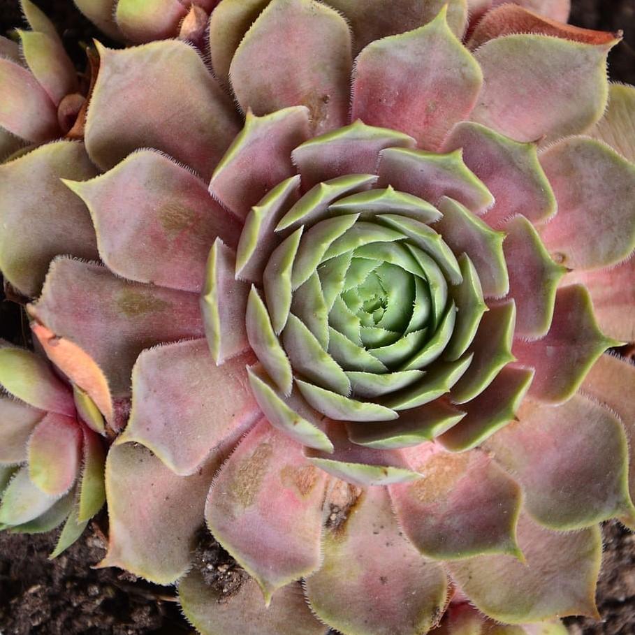 Sempervivum 'Desert Bloom' ~ Desert Bloom Hen's and Chicks, House Leek - Delivered By ServeScape
