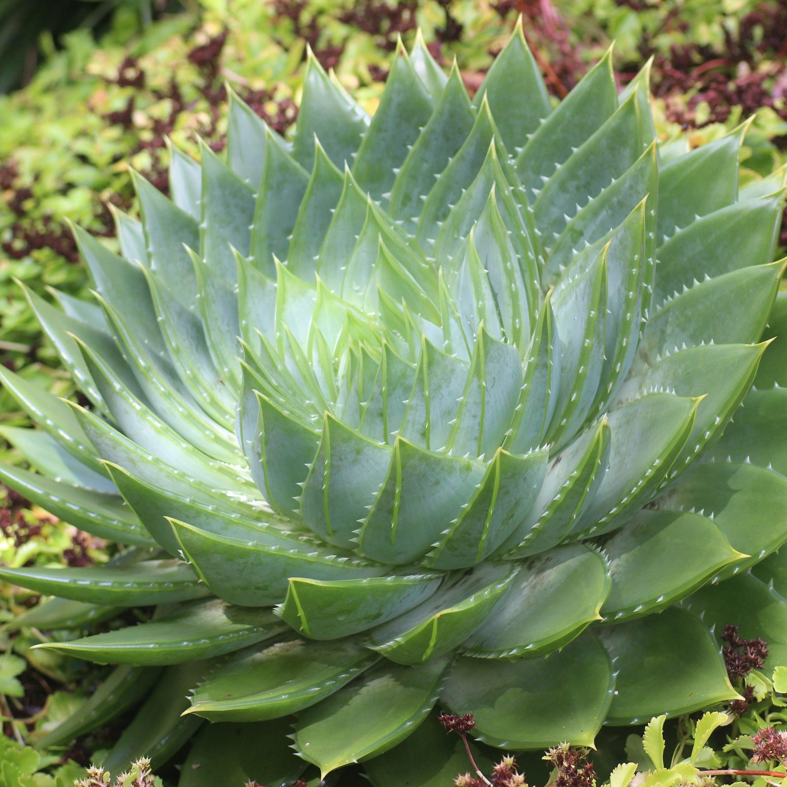 Sempervivum 'Green Wheel' ~ Green Wheel Hen's and Chicks, House Leek - Delivered By ServeScape