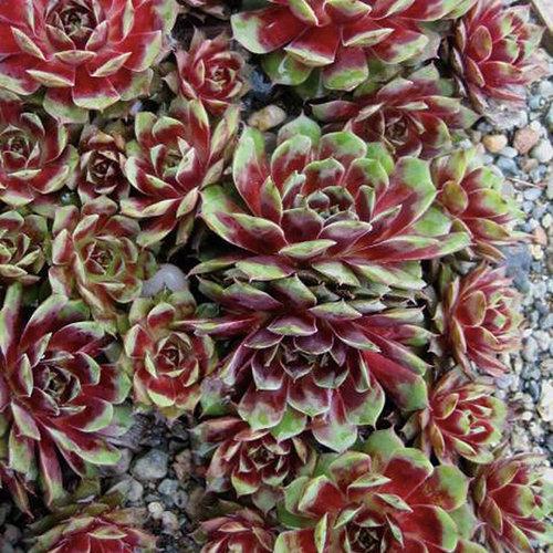 Sempervivum 'Kalinda' ~ Kalinda Hens and Chicks - Delivered By ServeScape