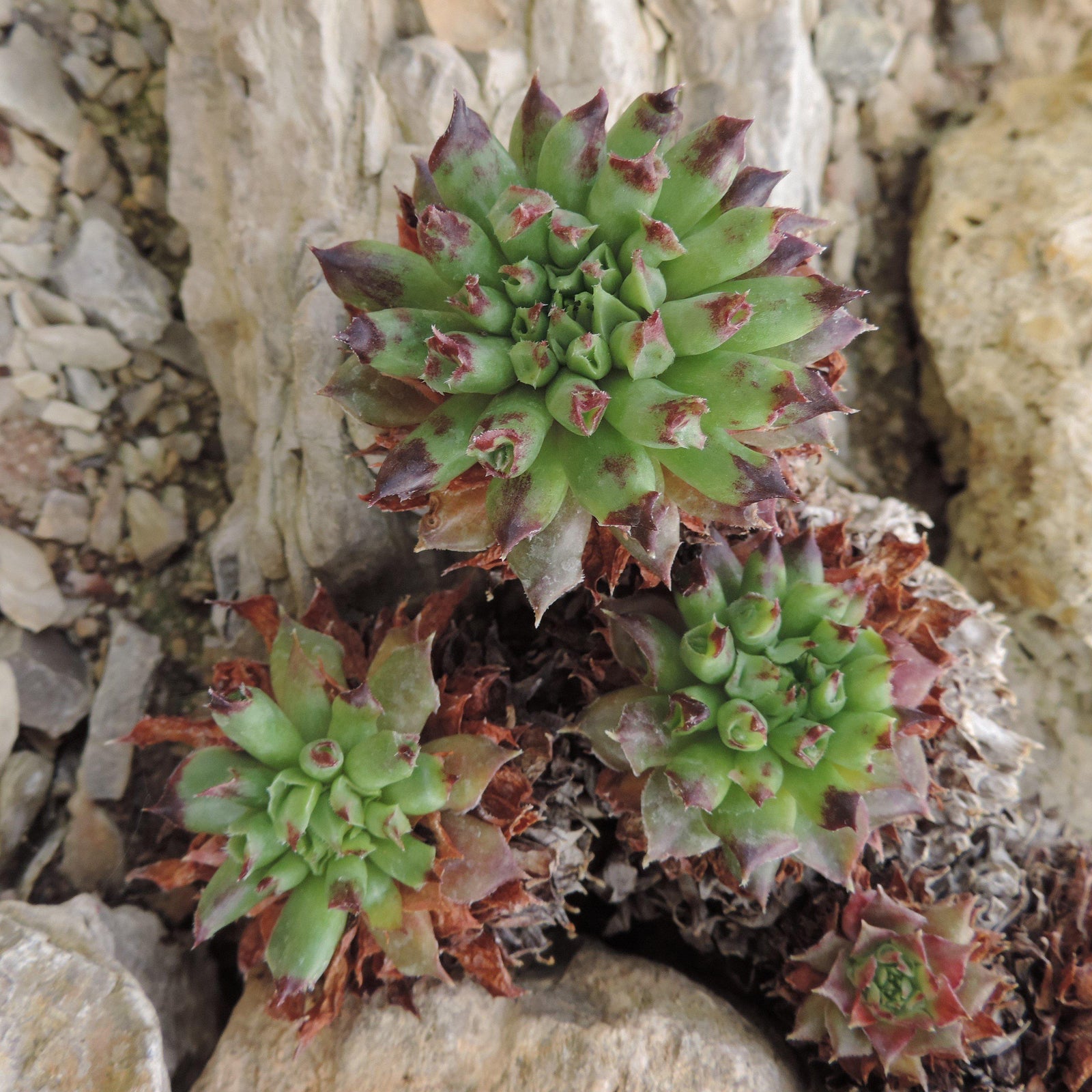 Sempervivum 'Oddity' ~ Oddity Hen and Chicks, Houseleek - Delivered By ServeScape