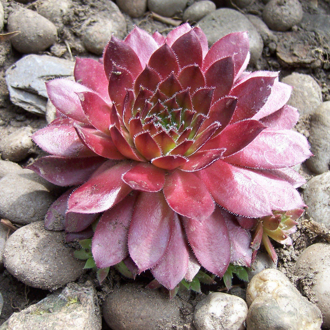 Sempervivum 'Red Rubin' ~ Red Rubin Hens and Chicks - Delivered By ServeScape