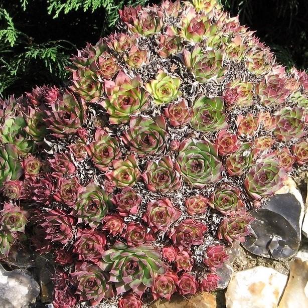 Sempervivum 'Saturn' ~ Saturn Hen's and Chicks, House Leek - Delivered By ServeScape