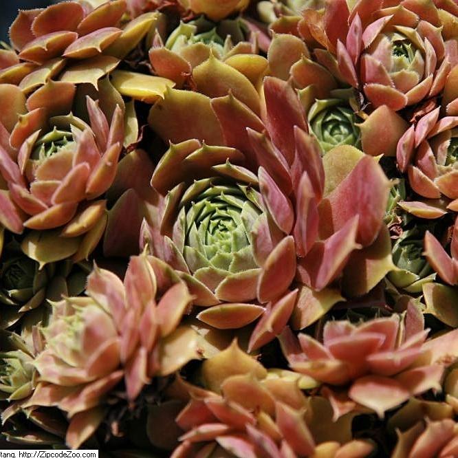 Sempervivum 'Silverine' ~ Silverine Hens and Chicks - Delivered By ServeScape