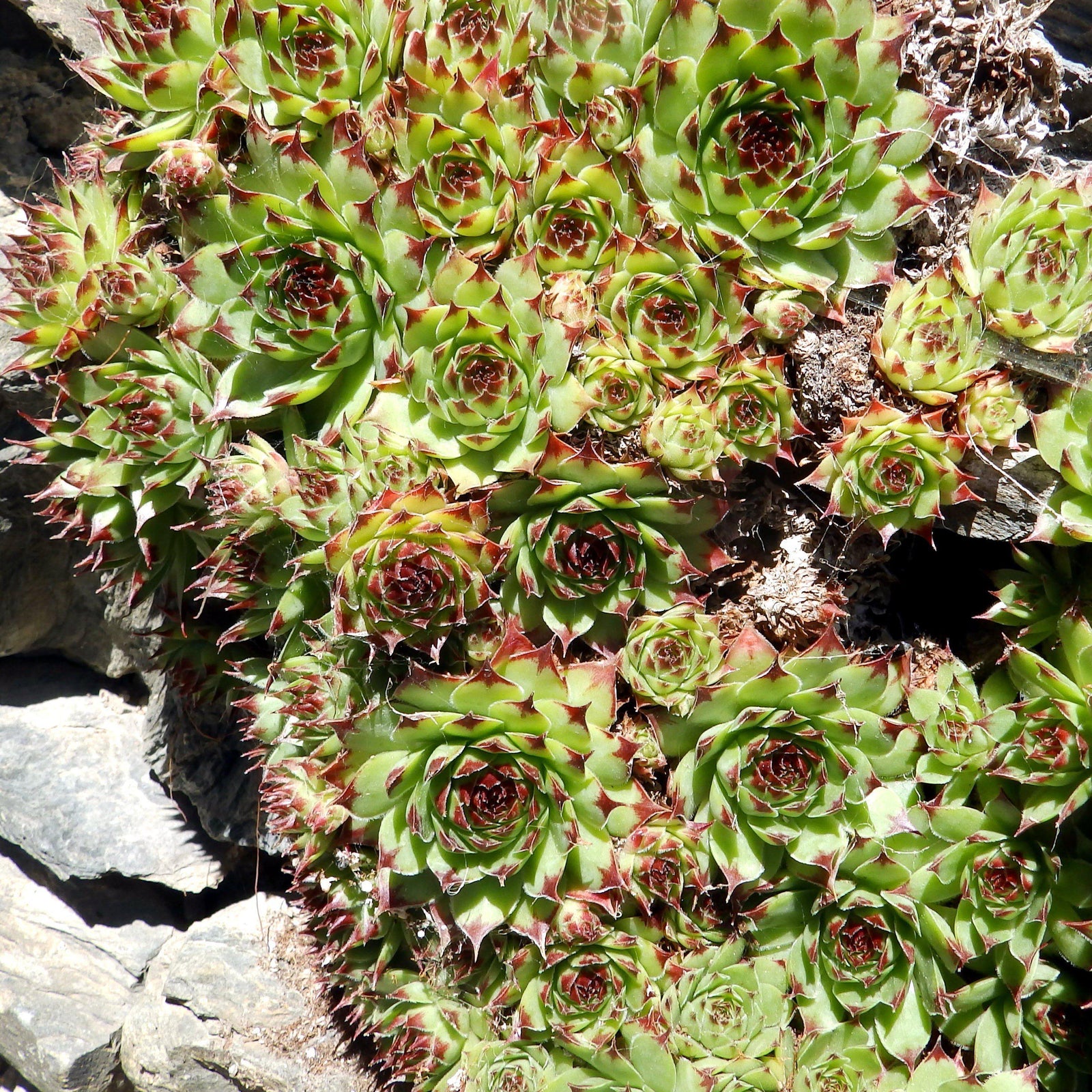 Sempervivum 'Sunset' ~ Sunset Hens and Chicks - Delivered By ServeScape