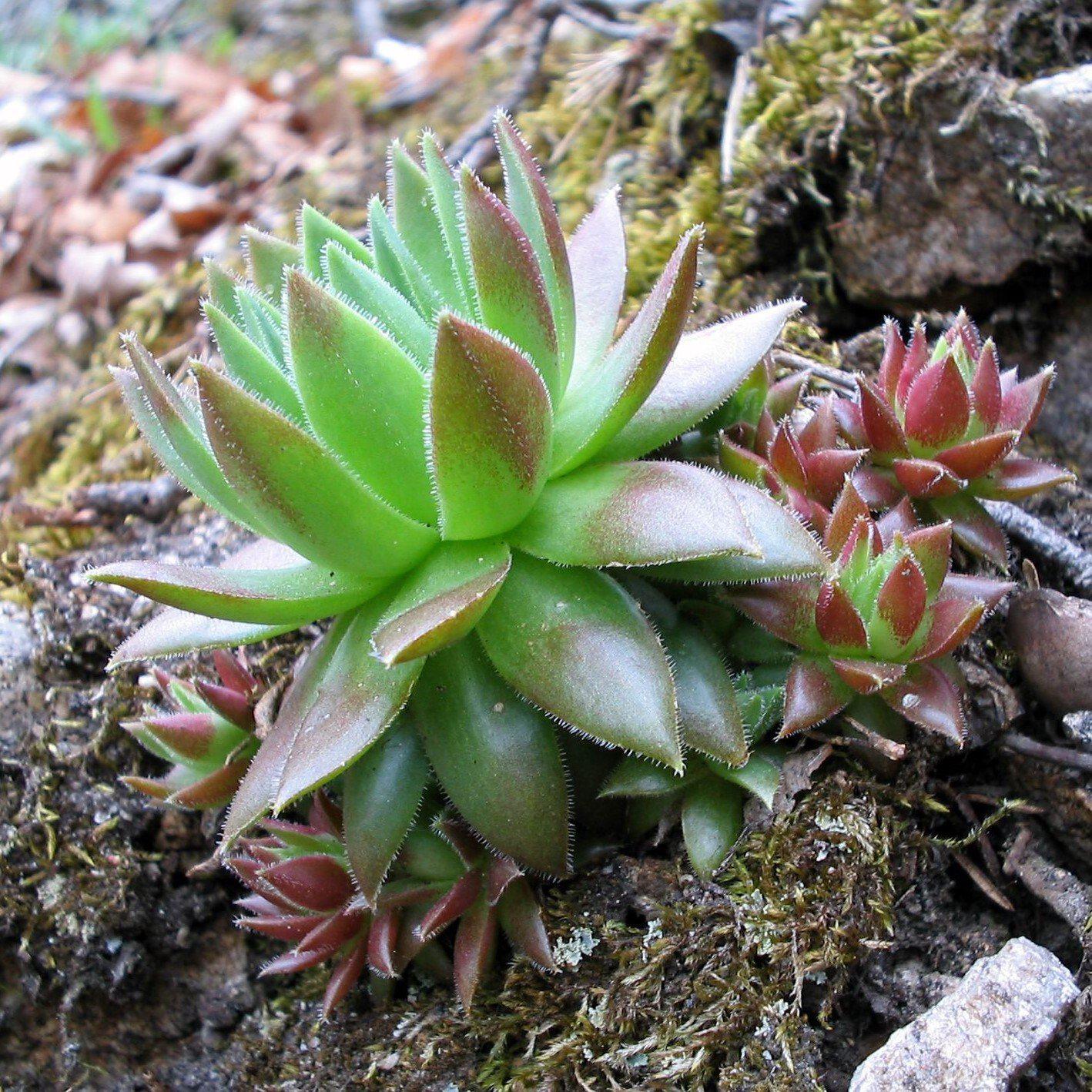 Sempervivum tectorum 'Green'  ~ Green Hens and Chicks, Houseleek - Delivered By ServeScape